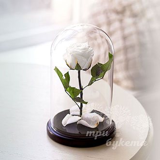 Белая роза в колбе Premium 26 см