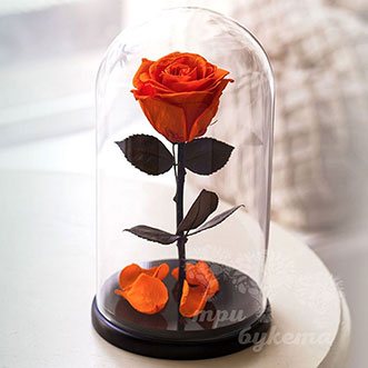 Оранжевая роза в колбе Premium 26 см
